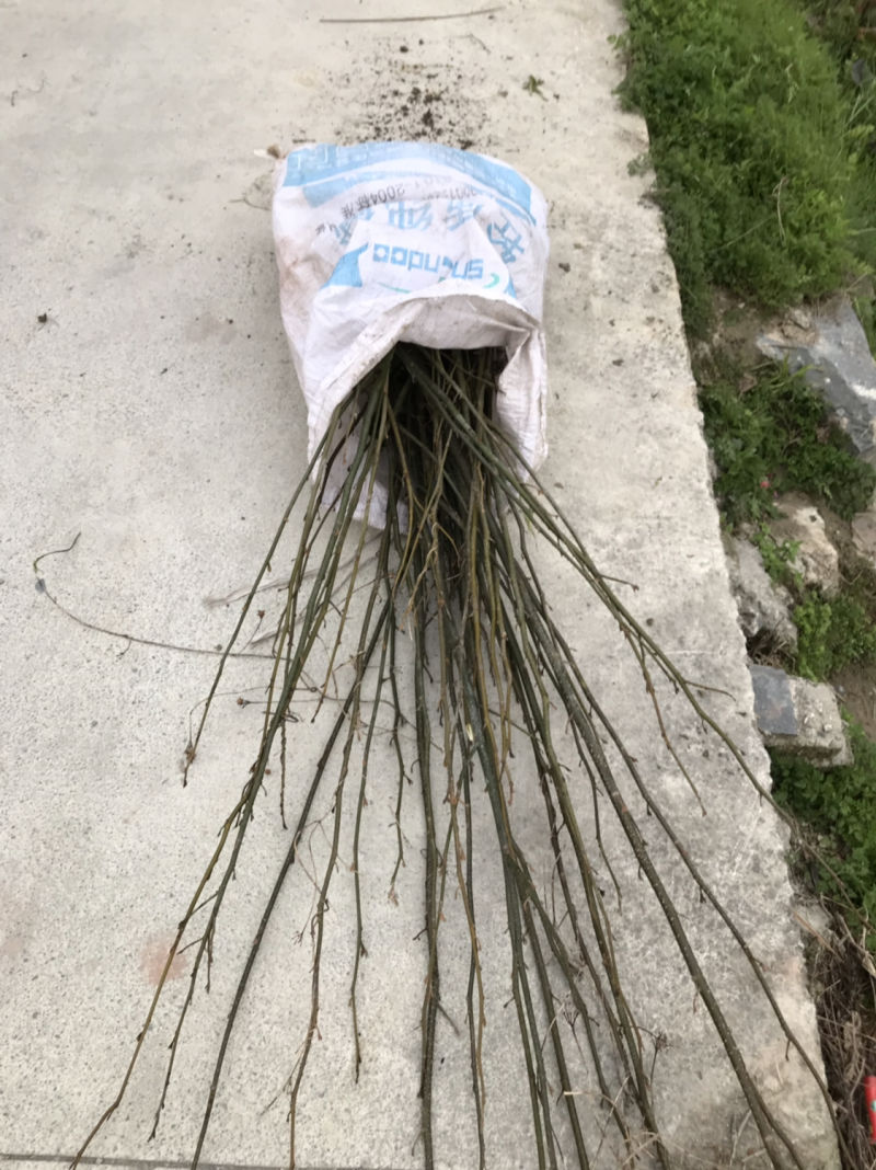 青钱柳种植三至五年后有药效