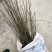 青钱柳种植三至五年后有药效