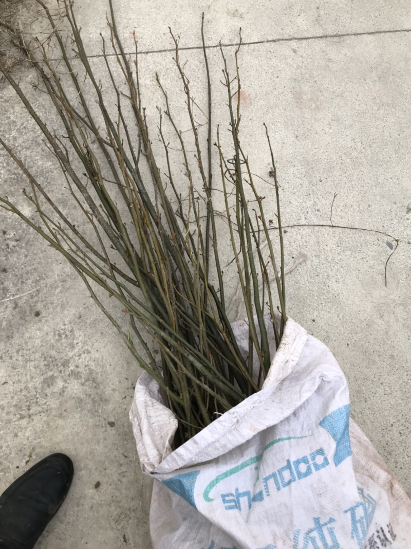 青钱柳种植三至五年后有药效