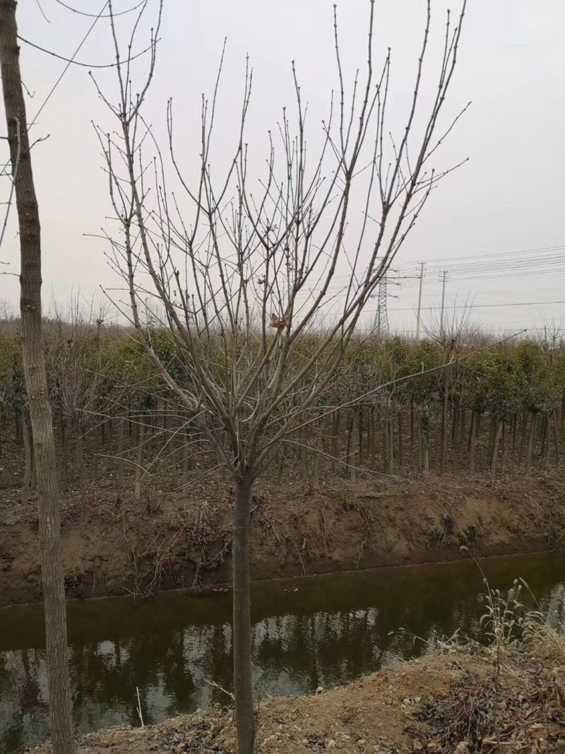 丛生丁香，独杆丁香，丛生丁香花，多分枝丁香，紫花丁香