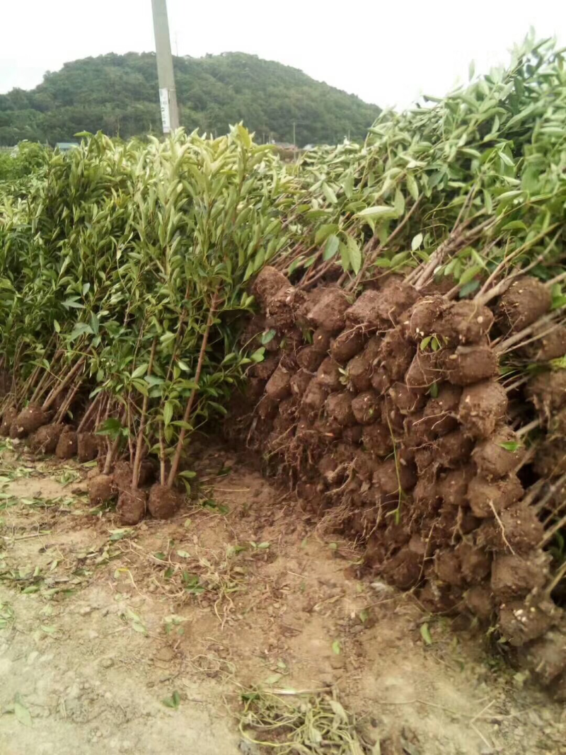 法青，珊瑚树，2米法青，1米5法青，法国冬青