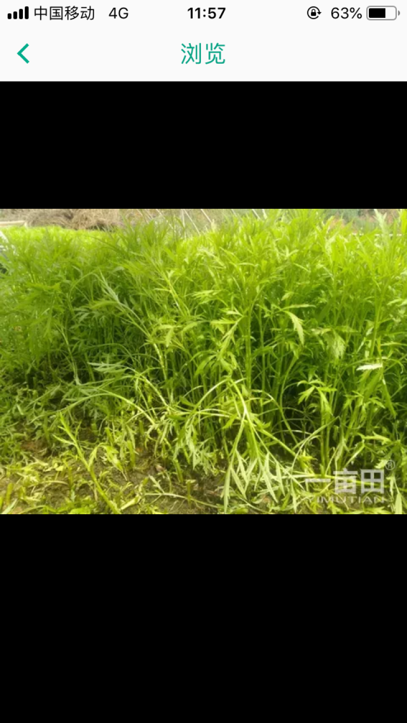 藜蒿