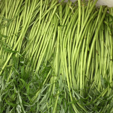 藜蒿