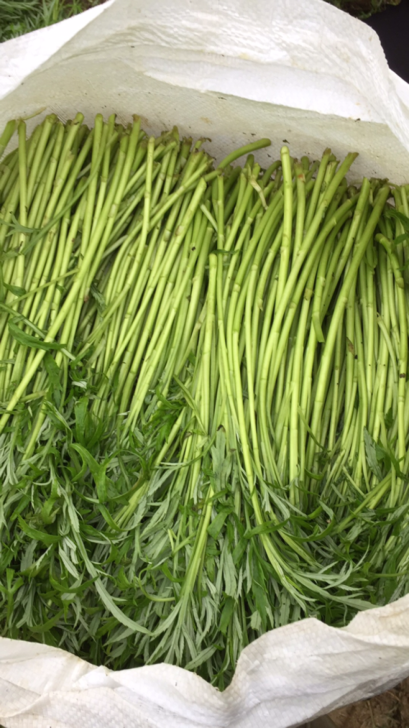 藜蒿