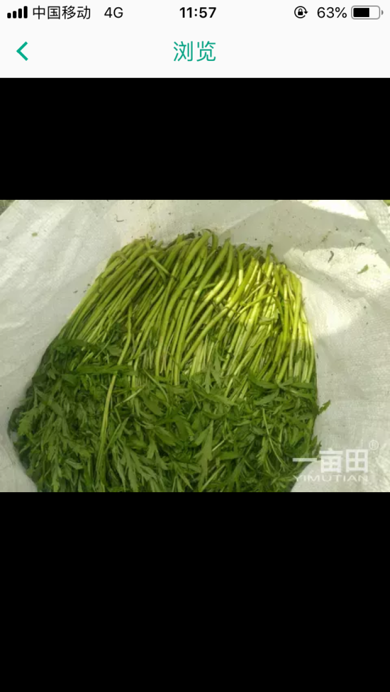藜蒿