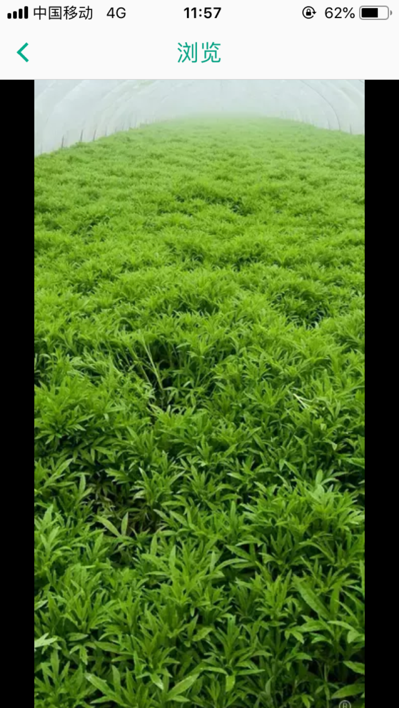藜蒿