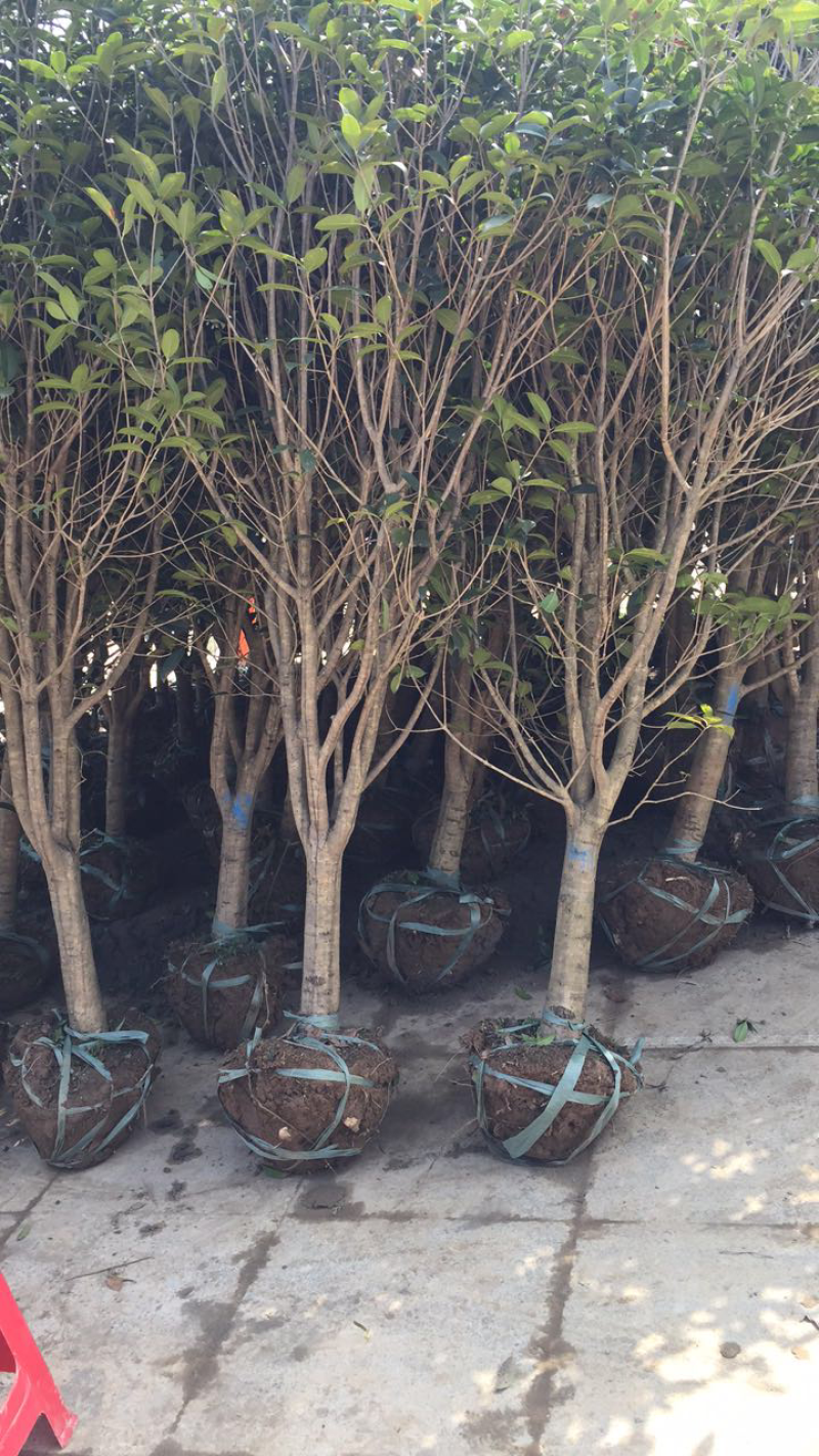 1000亩桂花苗木基地，产地庐江县规格齐全大量供应