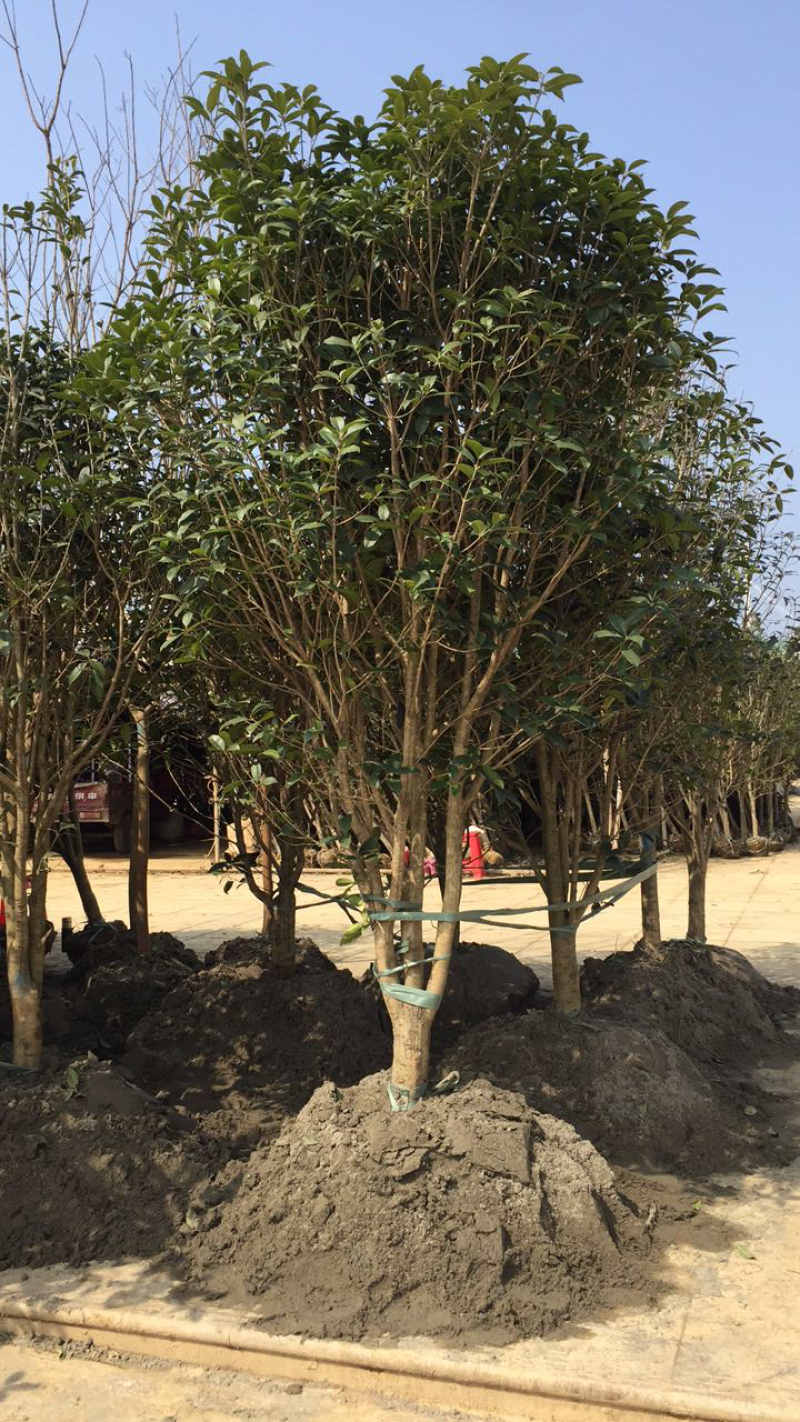 1000亩桂花苗木基地，产地庐江县规格齐全大量供应