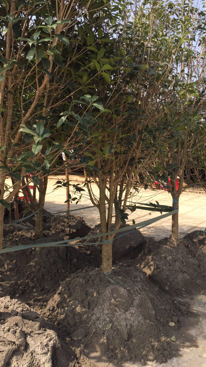 1000亩桂花苗木基地，产地庐江县规格齐全大量供应