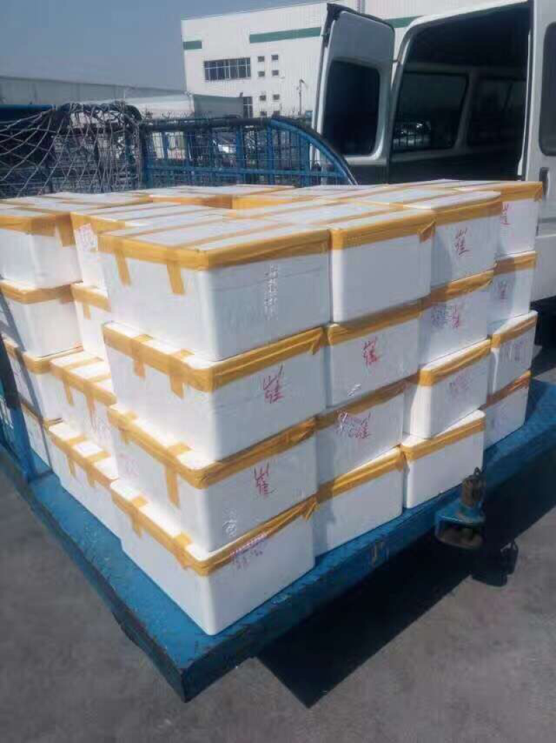 椿，椿，椿香椿上市了，需要联系质量好