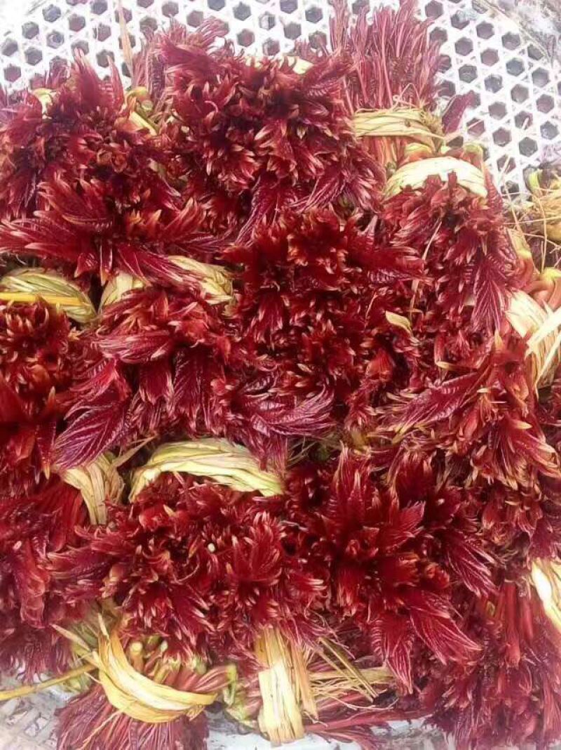 椿，椿，椿香椿上市了，需要联系质量好