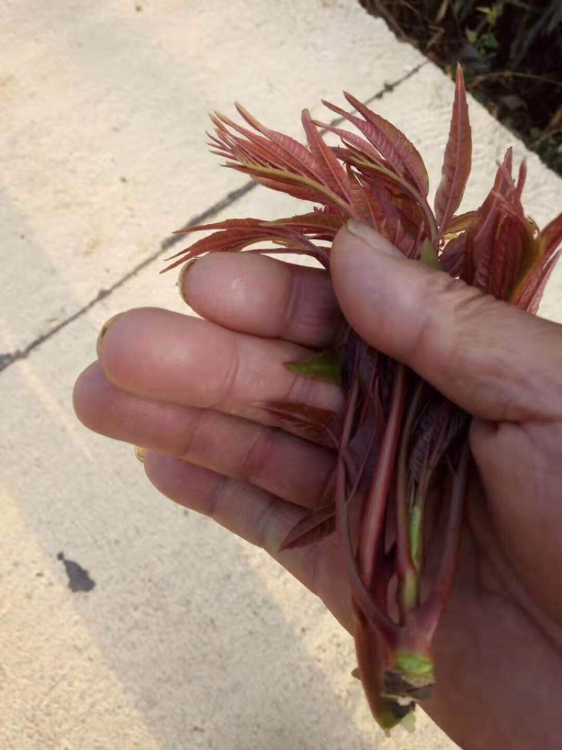 椿，椿，椿香椿上市了，需要联系质量好