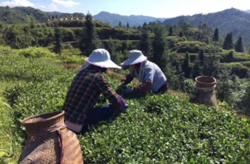 【一件代发】铁观音乌龙茶安溪铁观音兰花香500克茶农直销
