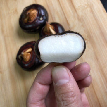 广西品种马蹄，现挖，每天一百多人挖