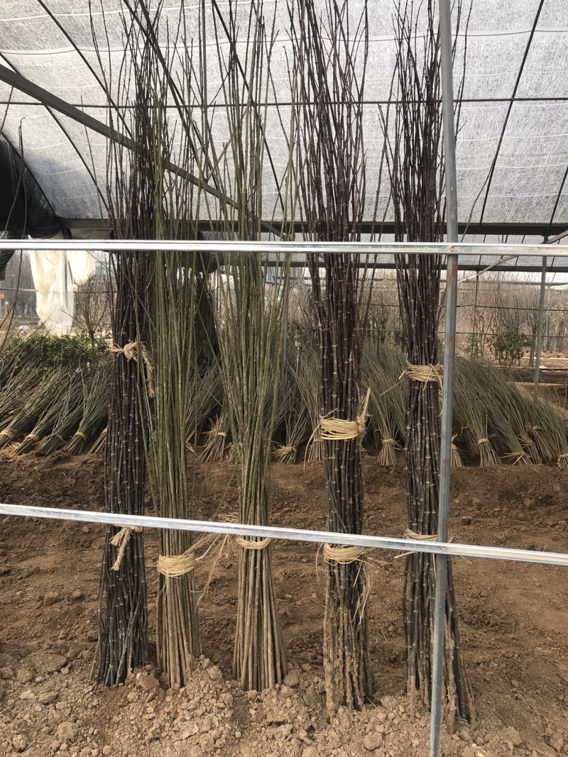樱花苗，樱花小苗，日本晚樱小苗，染井吉野，早樱小苗