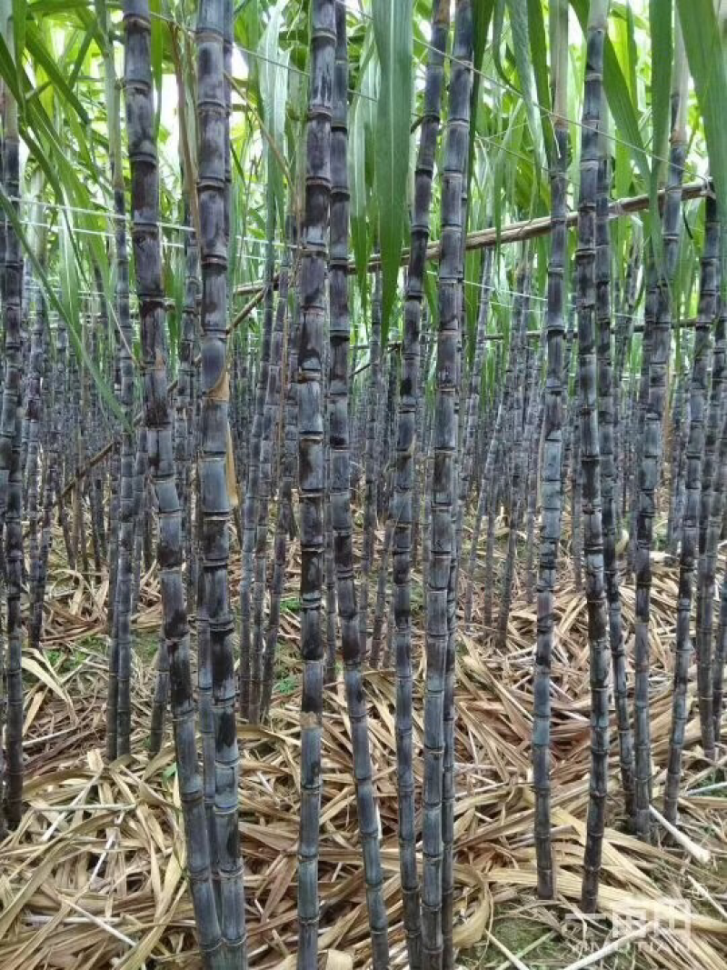 甘蔗北方各地均有种植地，就近拿货