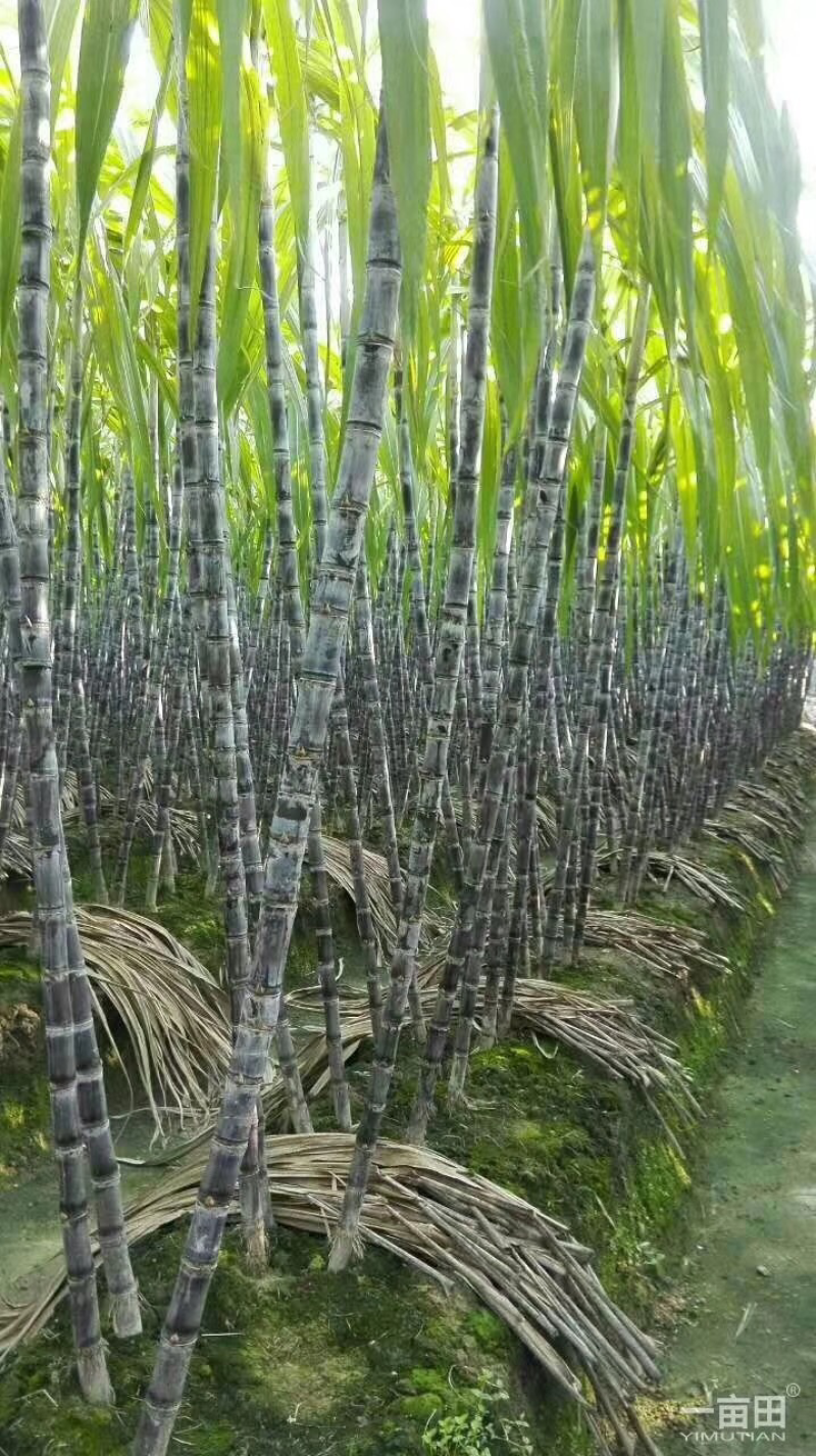 甘蔗北方各地均有种植地，就近拿货