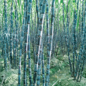 甘蔗北方各地均有种植地，就近拿货