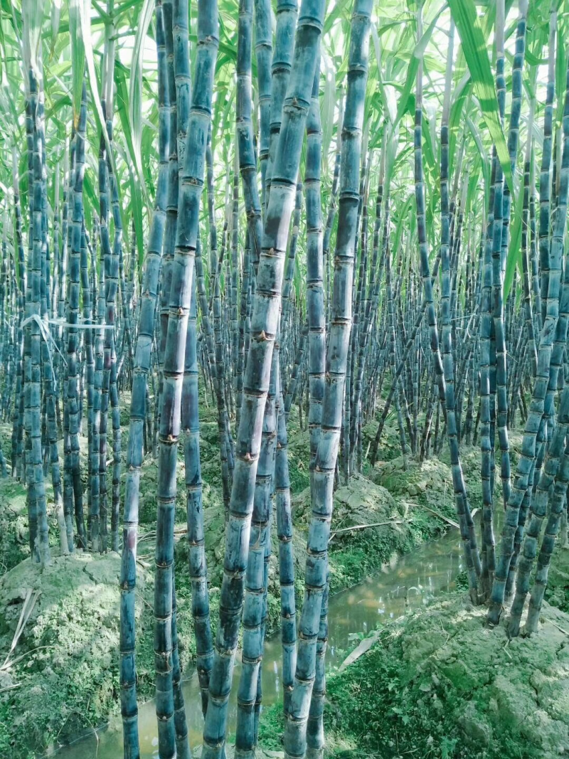甘蔗北方各地均有种植地，就近拿货