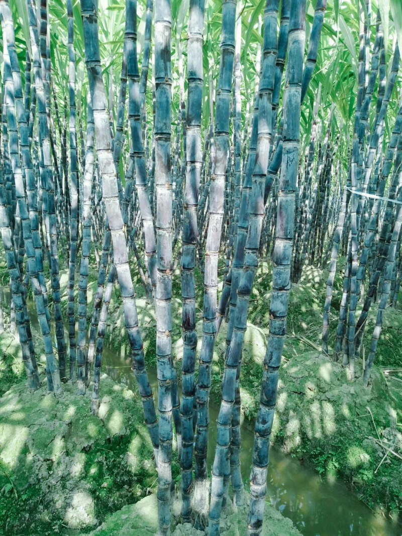 甘蔗北方各地均有种植地，就近拿货