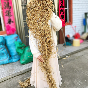 野生牛尾厥福建春根牛土春根老鼠尾牛尾菜牛尾草老龙须金刚豆