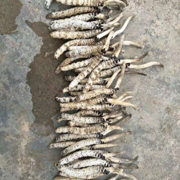 冬虫夏草