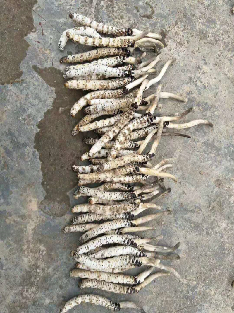 冬虫夏草