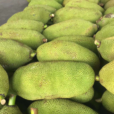 广东菠萝蜜