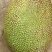 广东菠萝蜜