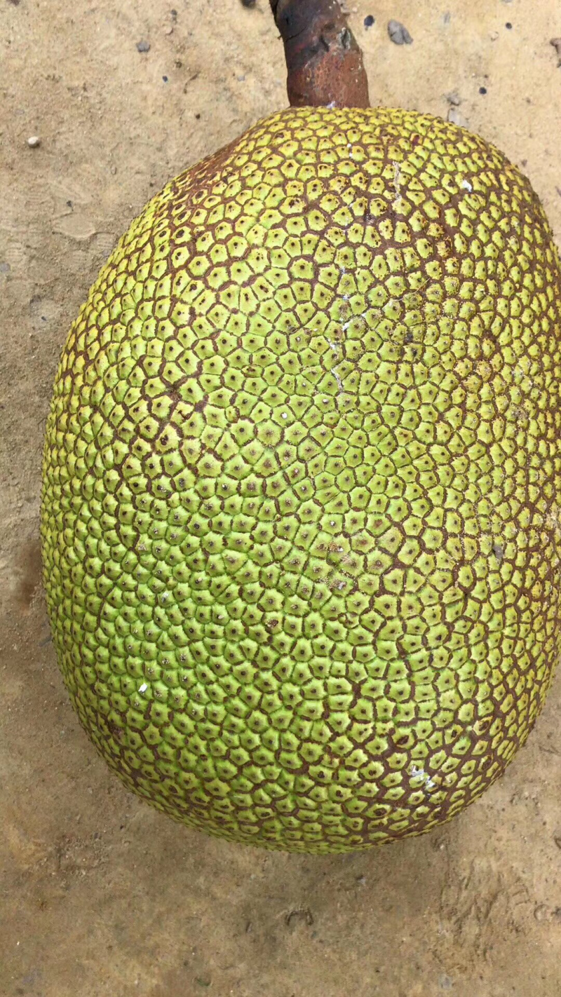 广东菠萝蜜