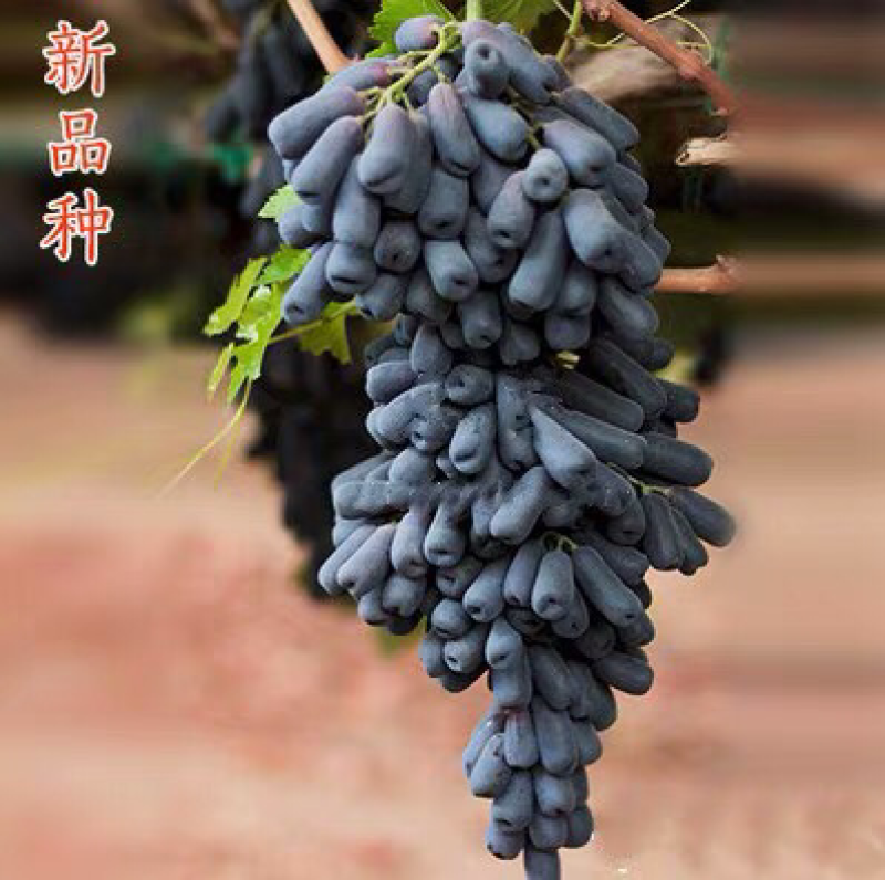 蓝宝石葡萄树苗果树苗葡萄苗盆栽室内爬藤南北方品种种植当年