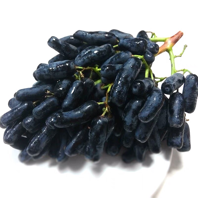 蓝宝石葡萄树苗果树苗葡萄苗盆栽室内爬藤南北方品种种植当年