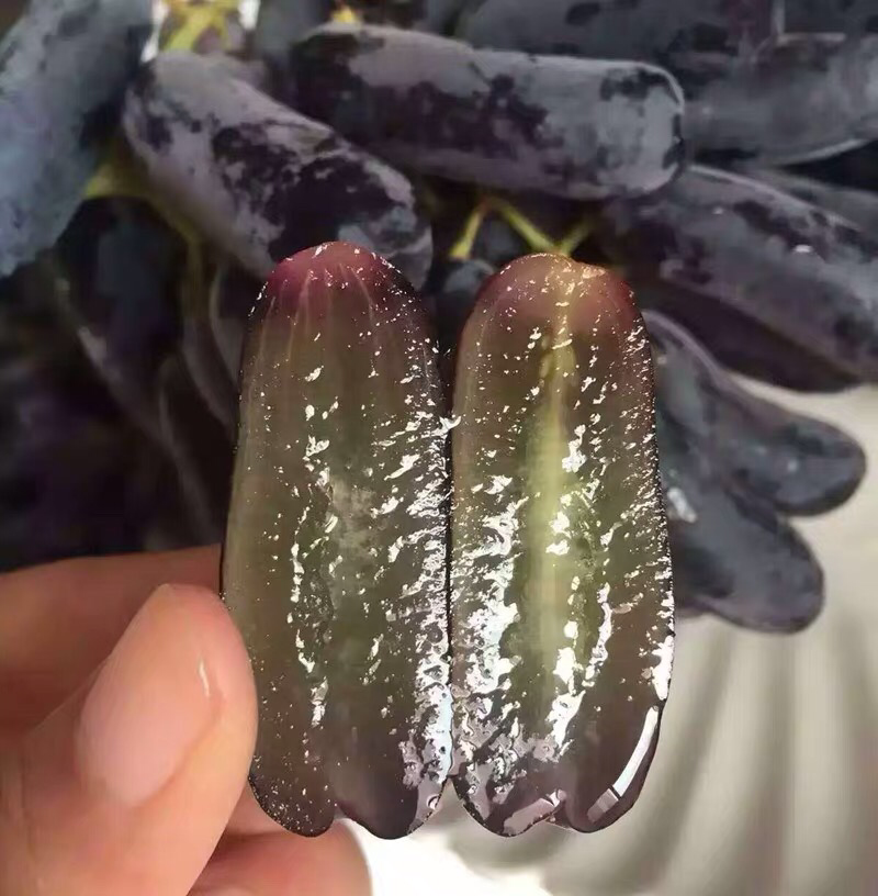 蓝宝石葡萄树苗果树苗葡萄苗盆栽室内爬藤南北方品种种植当年