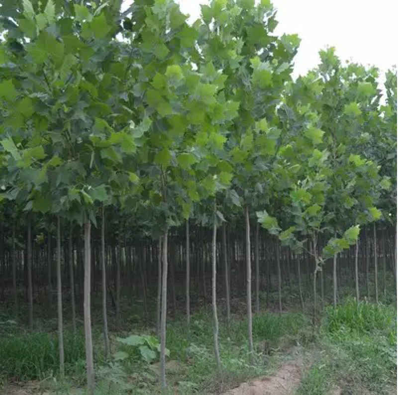 法桐树苗法桐规格齐全基地直销提供发票