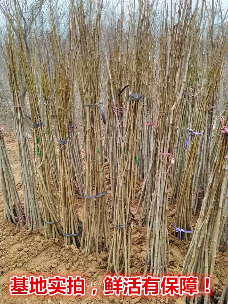 法桐树苗法桐规格齐全基地直销提供发票