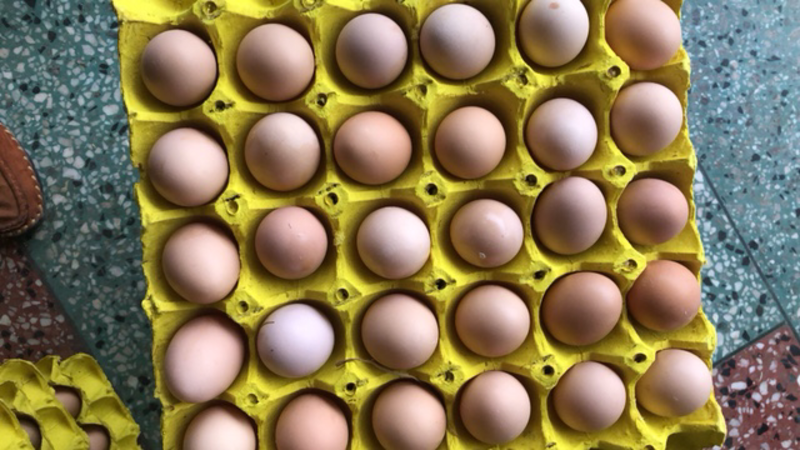 批发零售草🐔初生蛋。🐛草蛋。绿壳蛋