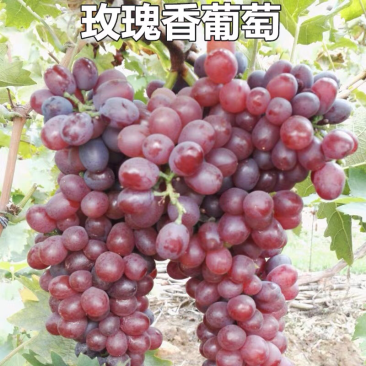 玫瑰香葡萄树苗果树苗葡萄苗盆栽室内爬藤南北方品种种植当年