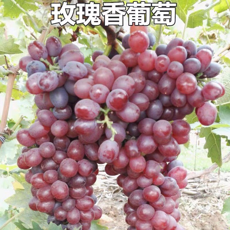玫瑰香葡萄树苗果树苗葡萄苗盆栽室内爬藤南北方品种种植当年