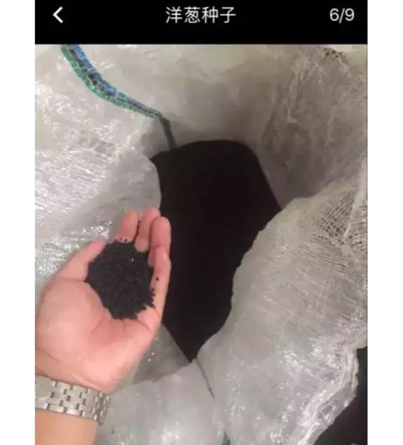 紫洋葱种子新种量大品种好，发芽率高，有碗口那么大