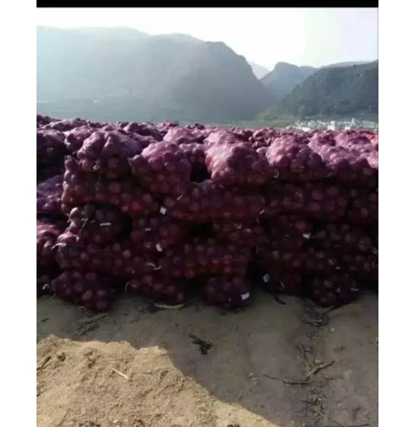 紫洋葱种子新种量大品种好，发芽率高，有碗口那么大
