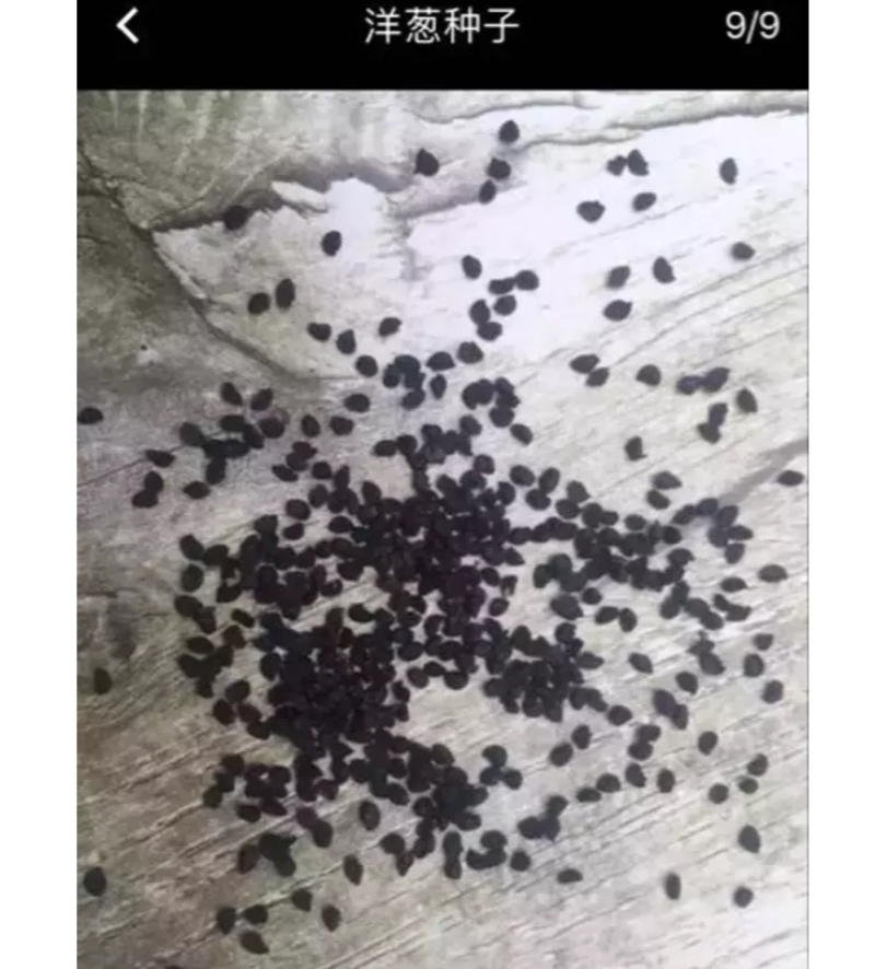 紫洋葱种子新种量大品种好，发芽率高，有碗口那么大