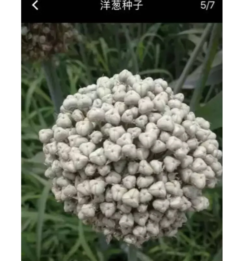 紫洋葱种子新种量大品种好，发芽率高，有碗口那么大