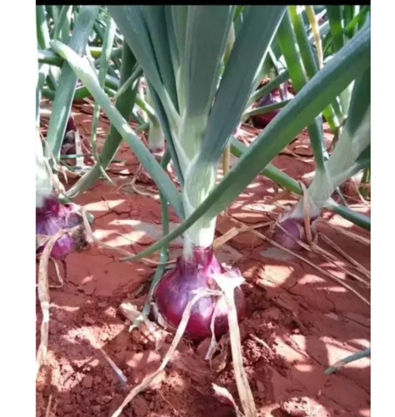 红皮洋葱都是好货自家种植价格便宜欢迎采购