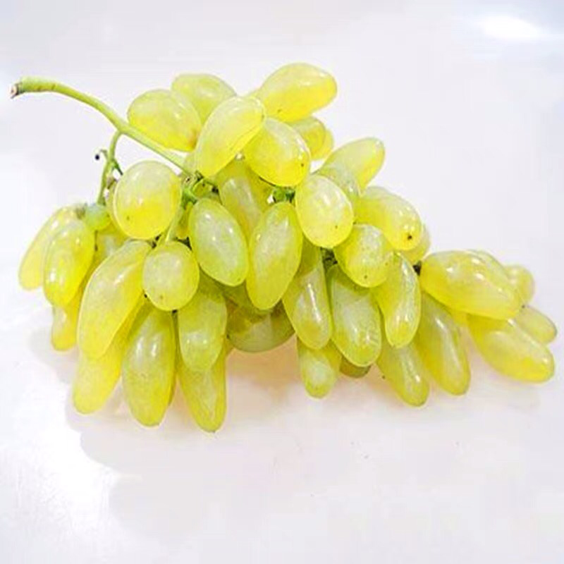 金手指葡萄树苗果树苗葡萄苗盆栽室内爬藤南北方品种种植当年