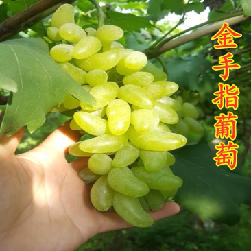 金手指葡萄树苗果树苗葡萄苗盆栽室内爬藤南北方品种种植当年