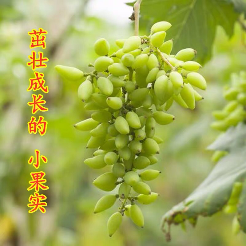 金手指葡萄树苗果树苗葡萄苗盆栽室内爬藤南北方品种种植当年