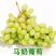 马奶提葡萄树苗果树苗葡萄苗盆栽室内爬藤南北方品种种植当年