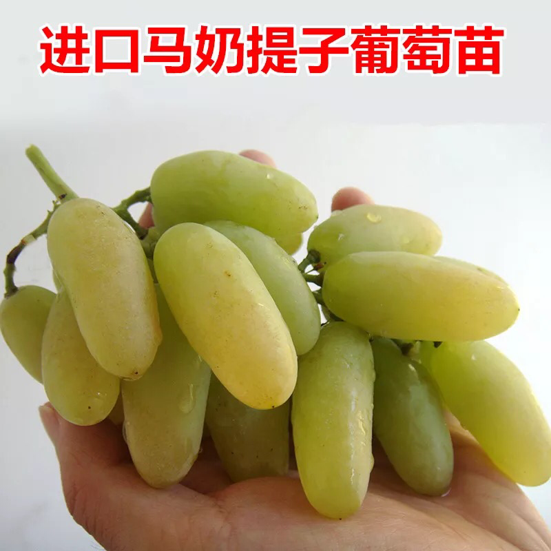 马奶提葡萄树苗果树苗葡萄苗盆栽室内爬藤南北方品种种植当年