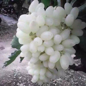 马奶提葡萄树苗果树苗葡萄苗盆栽室内爬藤南北方品种种植当年