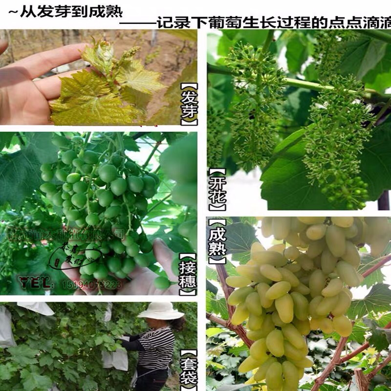 马奶提葡萄树苗果树苗葡萄苗盆栽室内爬藤南北方品种种植当年